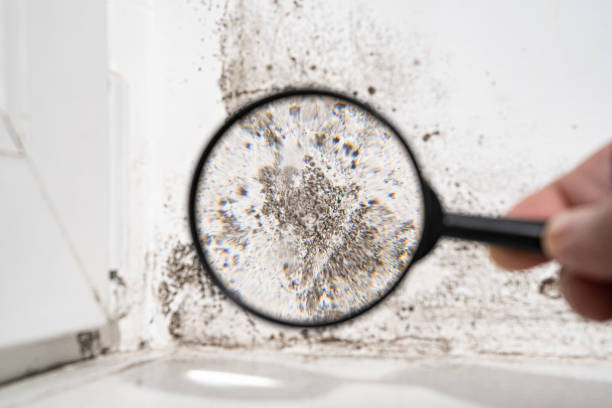 Best Commercial Mold Inspection  in Atkinson, IL